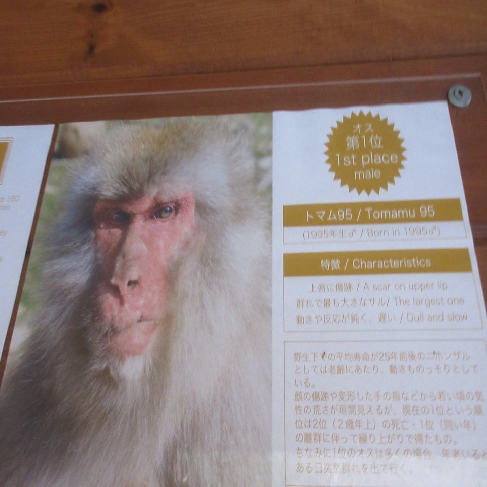 園館等訪問ルポ 温泉に入るサル の周縁から見えてくるもの 上信越高原国立公園 渋の地獄谷噴泉 地獄谷野猿公苑 長野県下高井郡山ノ内町 おらんうーたんになりたい Note