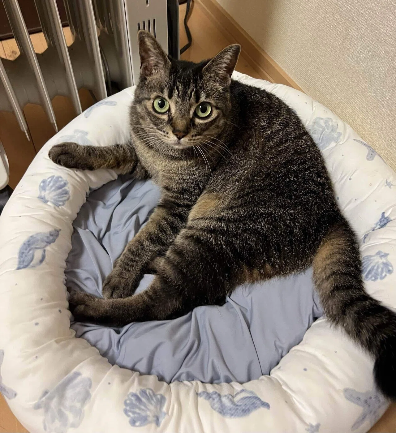 猫って呼ぶだけで可愛い説。世界規模で検証してみた。｜みそかりん