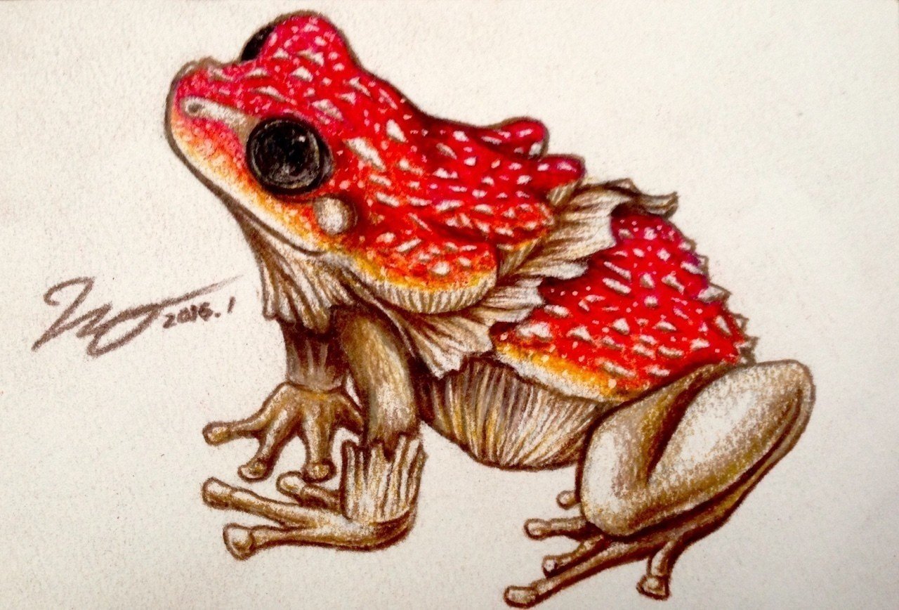 カエルメイトより ベニテングタケガエル 引田玲雄 Reo Hikita Note