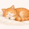 よるねこ