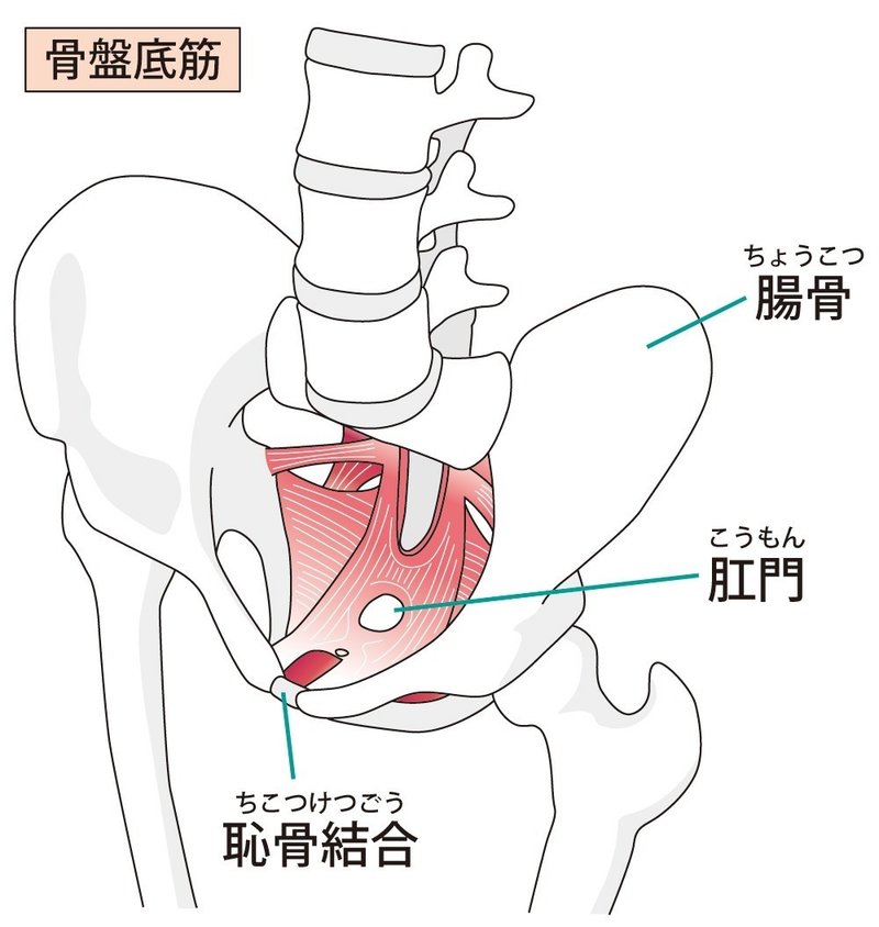 骨盤底筋群