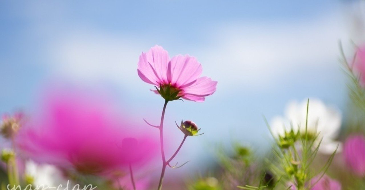 置かれた場所で咲く ということ Hana Note 置かれた場所で咲く ということ Hana Note