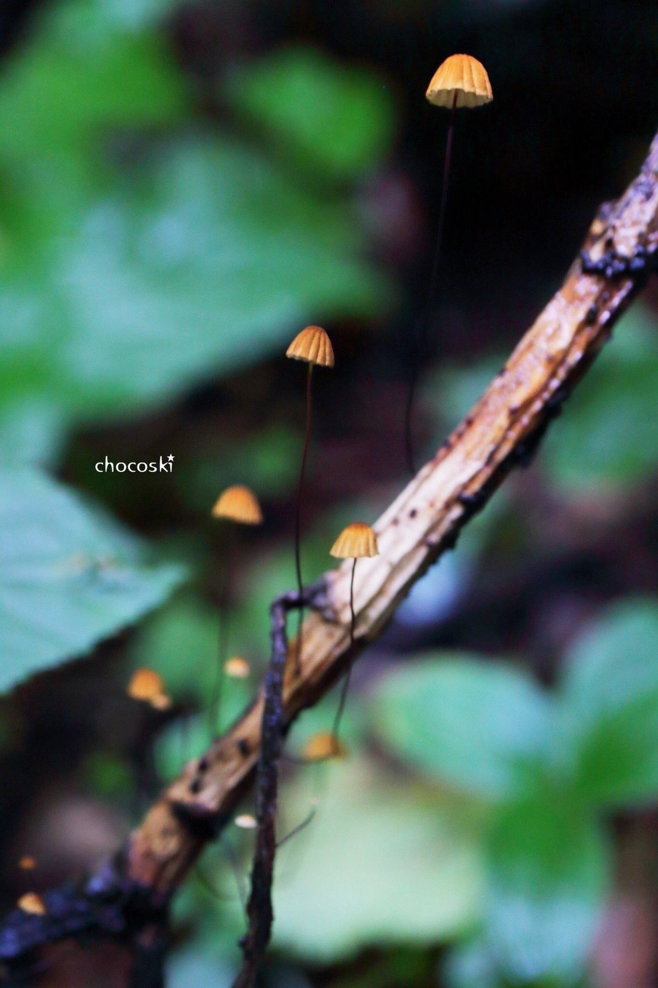 団体様＊ハナオチバタケなど｜ちょこすき～☆きのこ