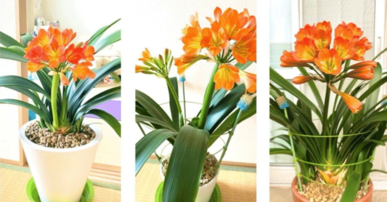 君子蘭」の人気タグ記事一覧｜note ――つくる、つながる、とどける。