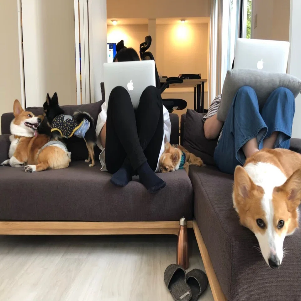 社員犬と同伴出勤する職場のリアル 樋口 尭彦 株式会社petokoto Note
