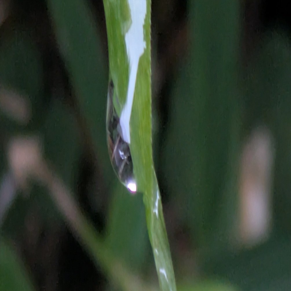 今朝の水滴②｜ichiro70