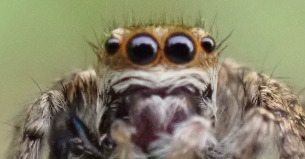 Rectangle Spider 今年を振り返って|great_spider