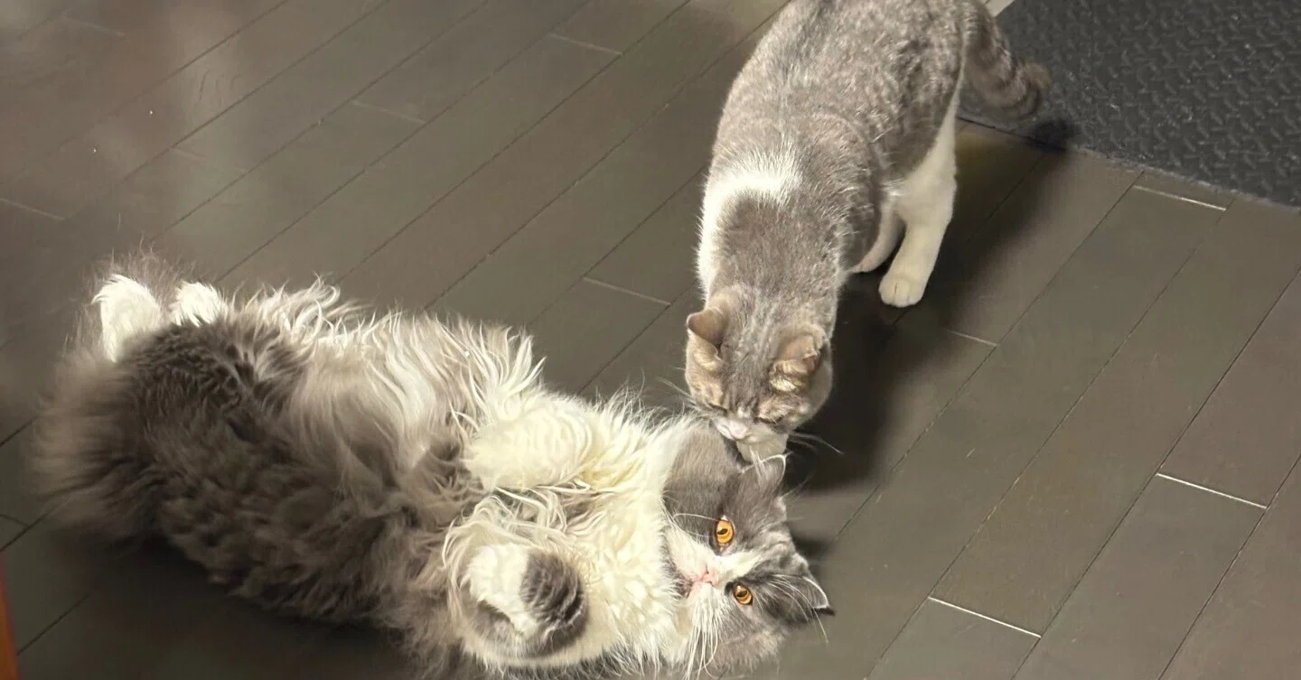 猫のおヒゲ差し 現在の様子です💕｜ちいさま