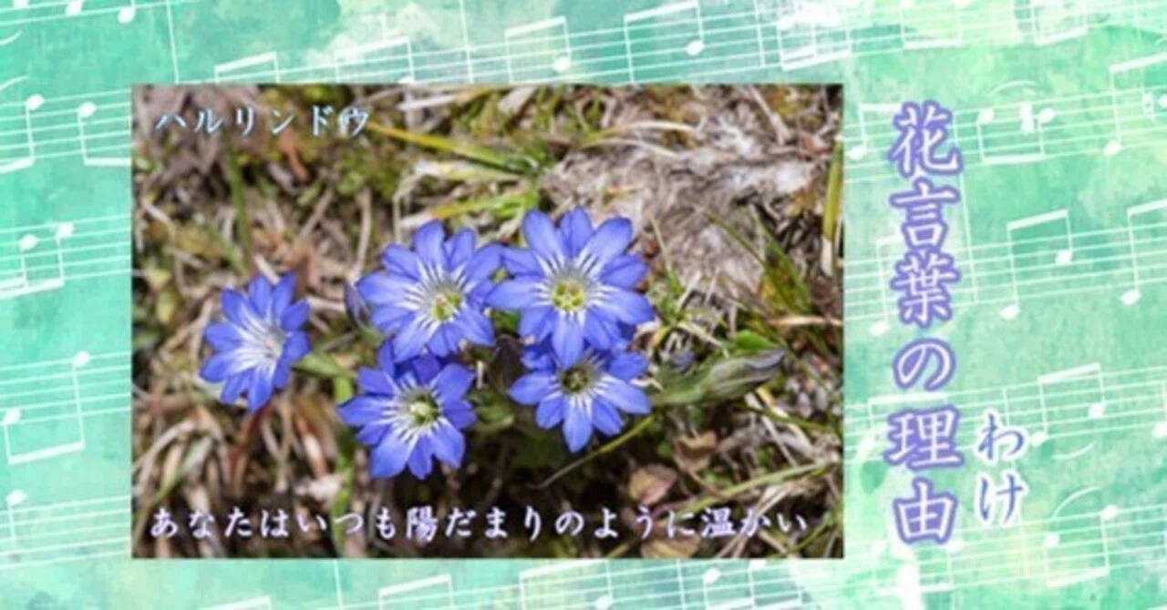 自然写真家/飯村茂樹・花言葉の理由9・ハルリンドウ｜飯村茂樹/自然写真家