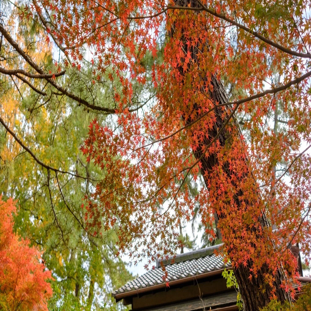 紅葉 紅葉の秋 街の紅葉｜yamadagawa