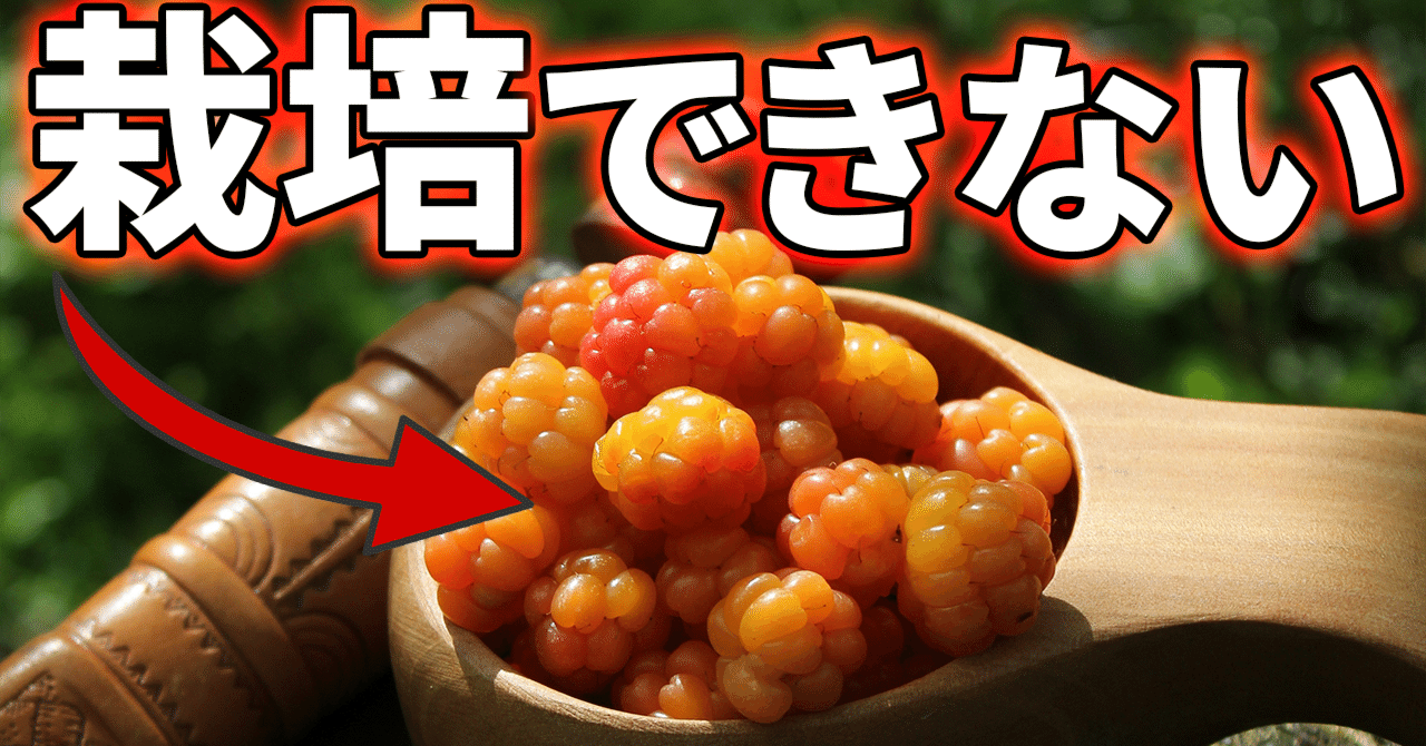 世界で最も美味しいベリーを商業栽培できない理由【クラウドベリー