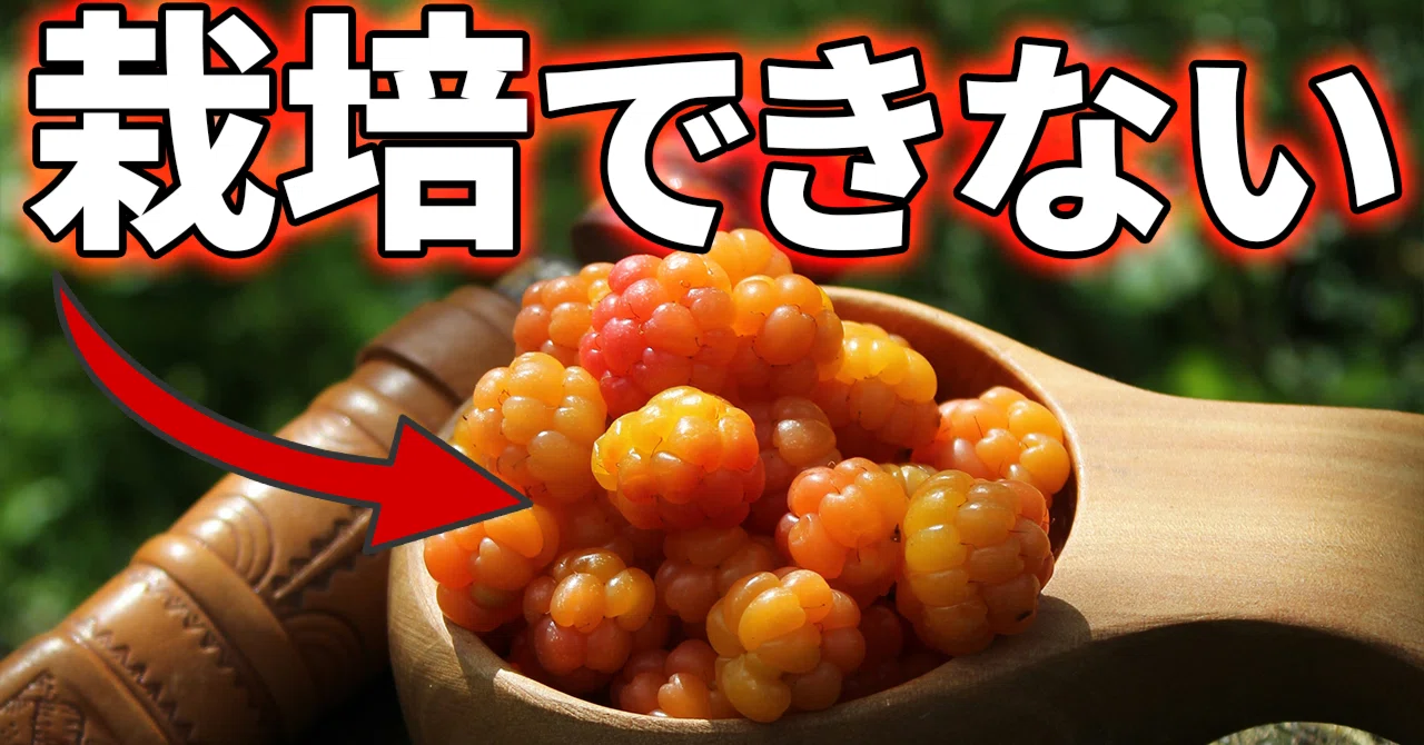 クラウドベリーに乗っかりたい 世界で最も美味しいベリーを商業栽培できない理由【クラウドベリー