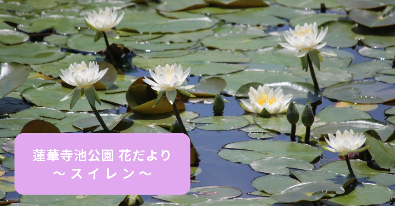 蓮華寺池公園 花だより ～スイレン～｜静岡県藤枝市 花と緑の課