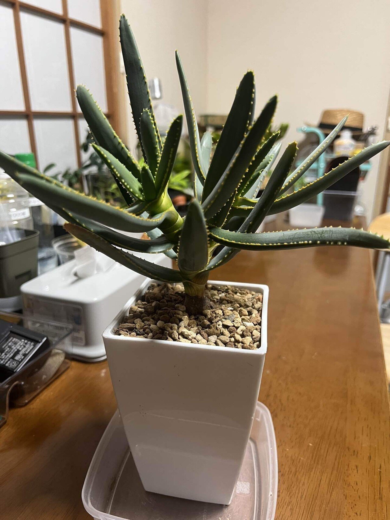 アガベ沼に落ちた話45「サンタは二度やってくる・金蟾買って金銭なくす