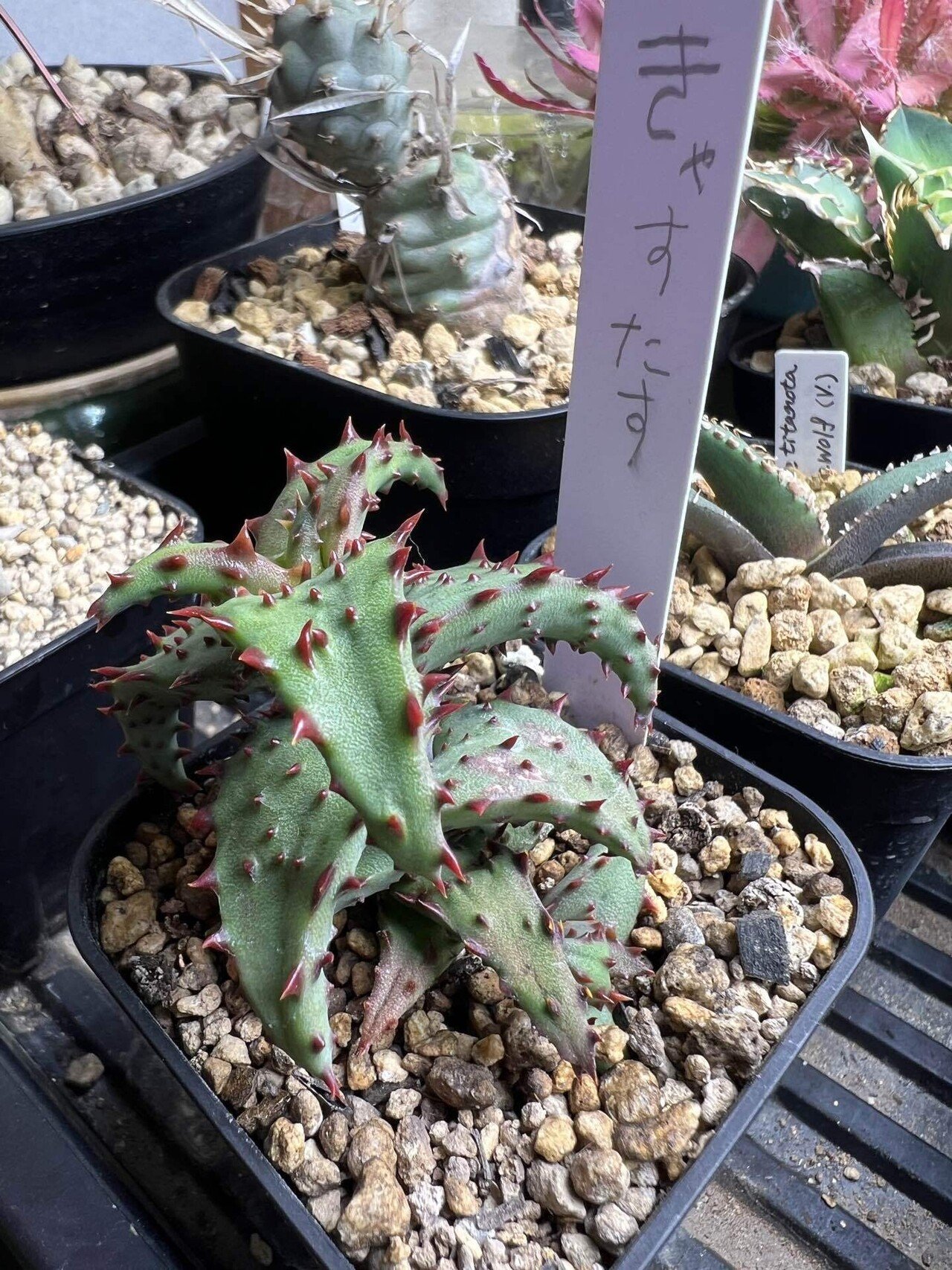 アガベ沼に落ちた話45「サンタは二度やってくる・金蟾買って金銭なくす