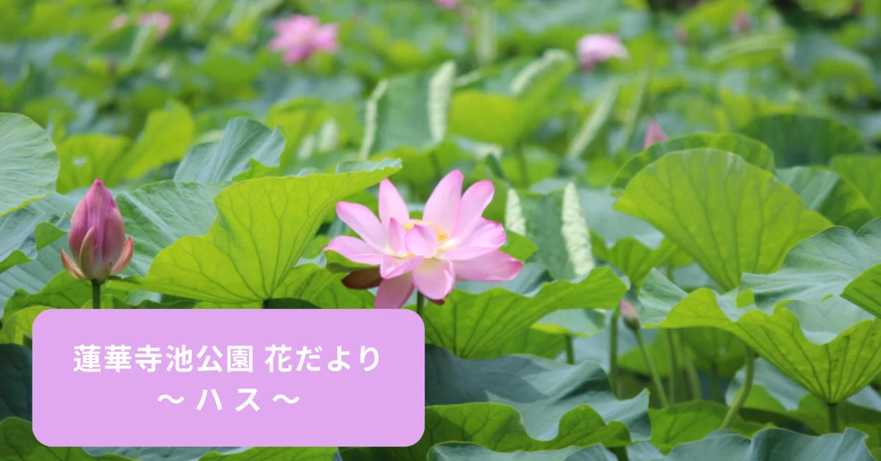 蓮華寺池公園 花だより ～ハス～｜静岡県藤枝市 花と緑の課