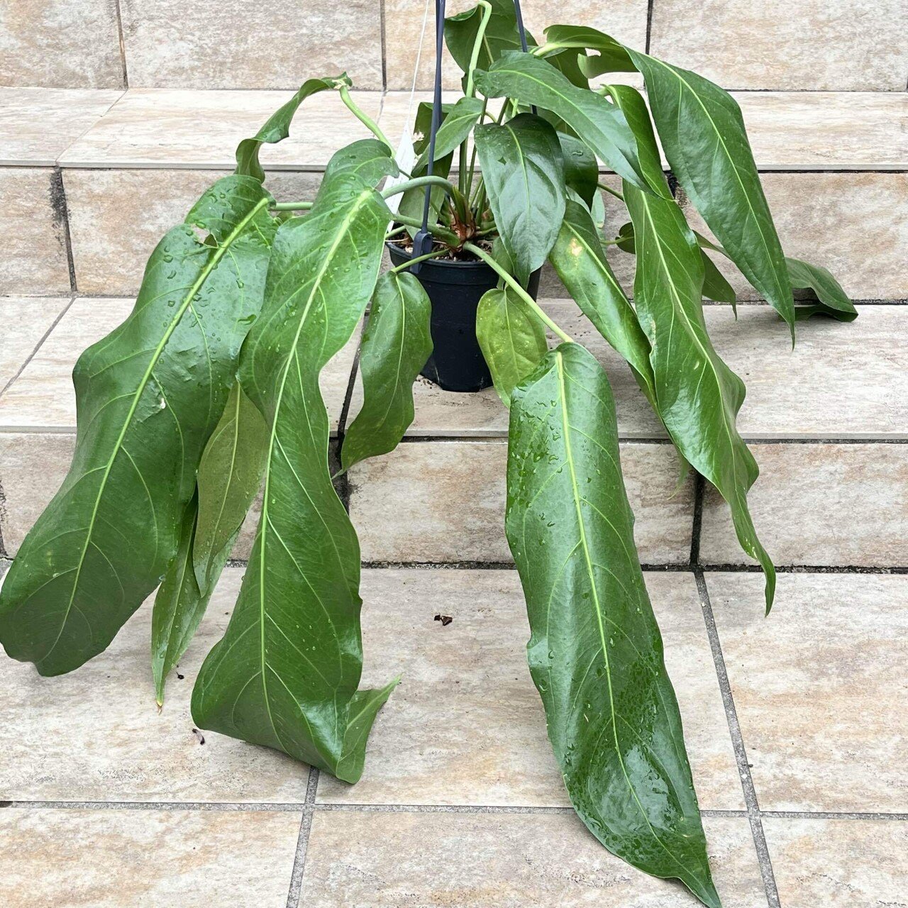 花屋店員の植物紹介】アンスリウム ペンデュリフォリウム｜僕の日記