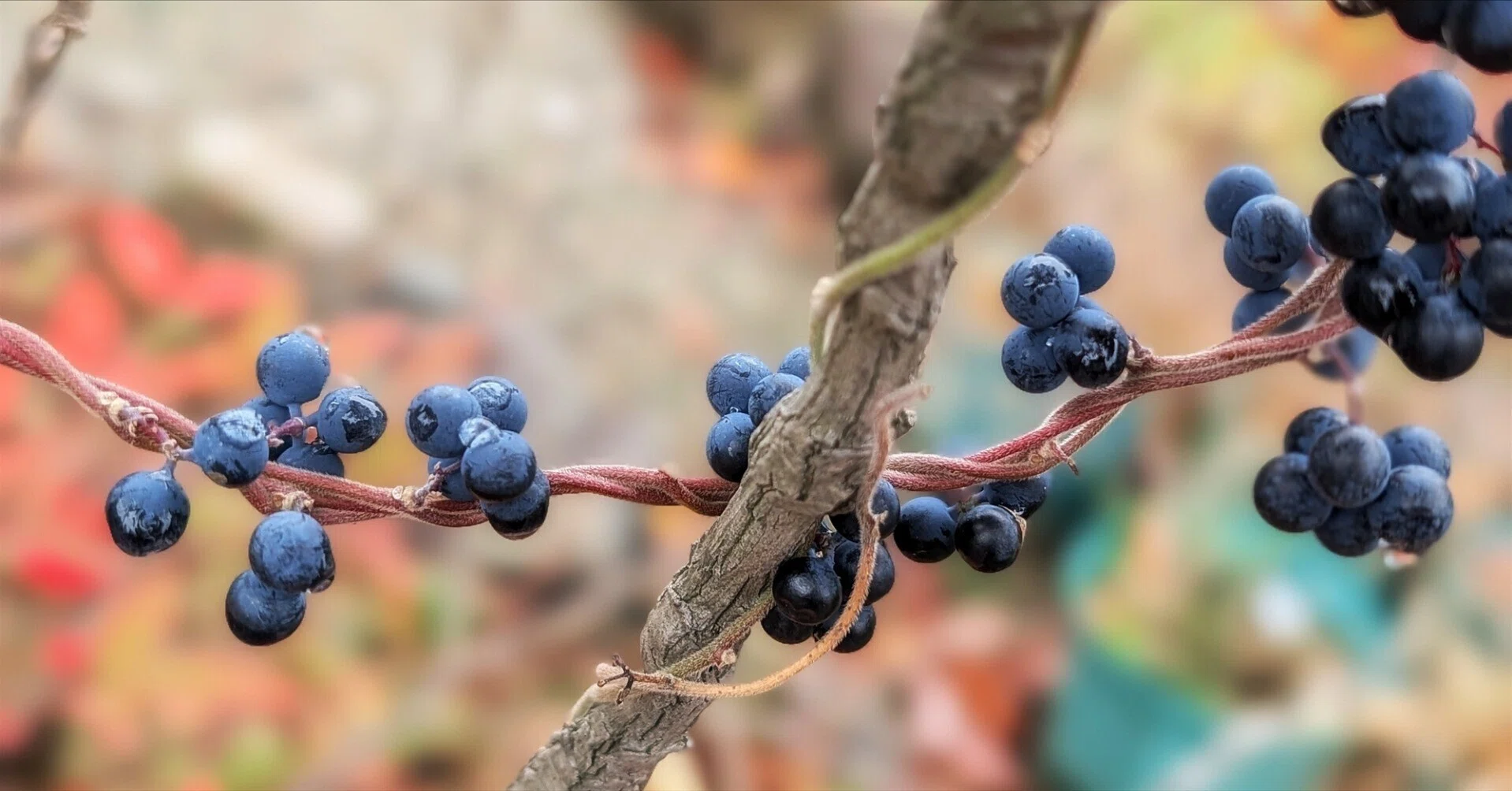 Winter Plants アオツヅラフジの紫紺｜annon