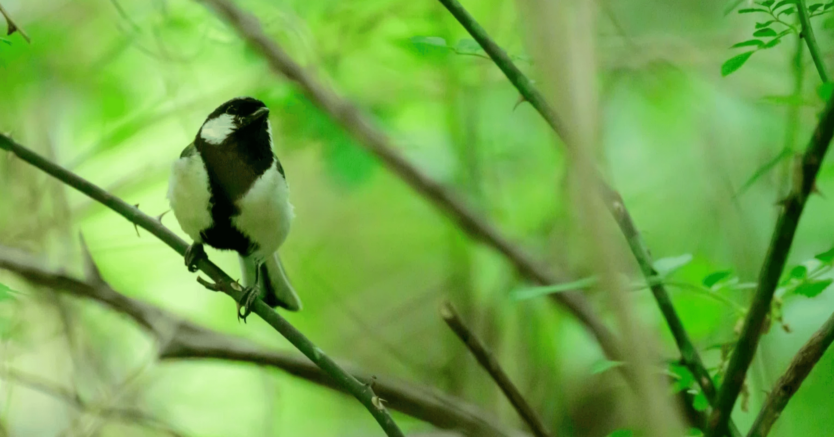 沈黙の春】と森のようちえん①…鳥の声が消えるとき、子どもの声も