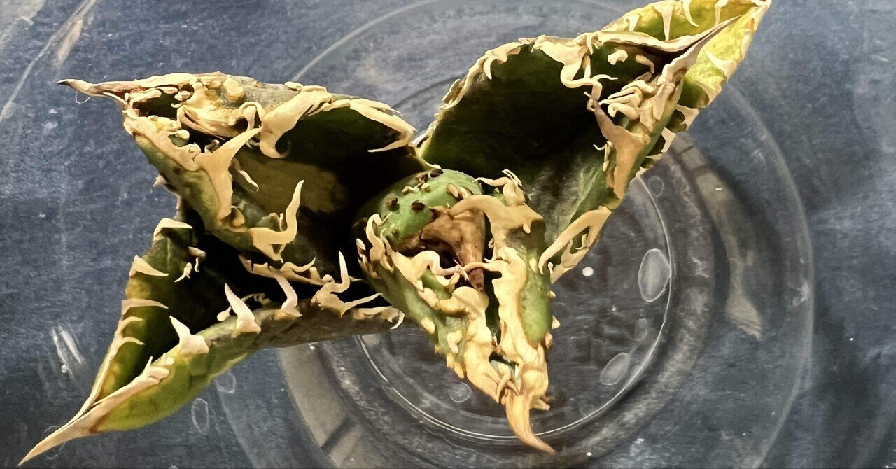 アガベ沼に落ちた話45「サンタは二度やってくる・金蟾買って金銭なくす