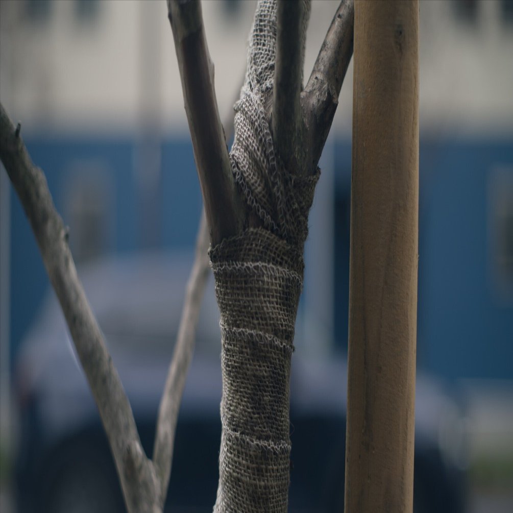 ≠エモ ＝距離感】NIKON Zfにペンタックスのオールドレンズ「SMC M