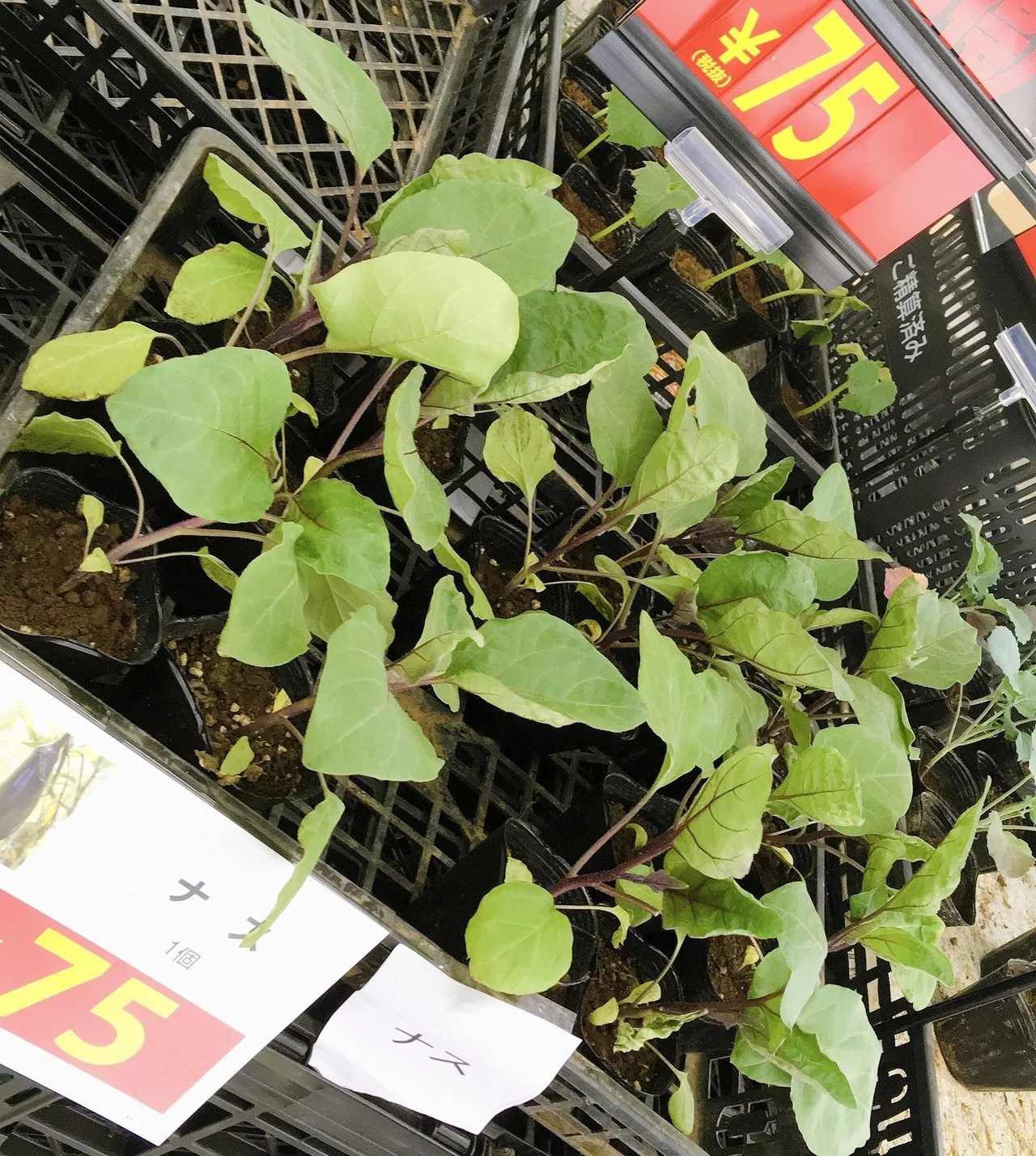 AvoSeedo ボール アボガドの木を自分で育てよう（ガーデニング