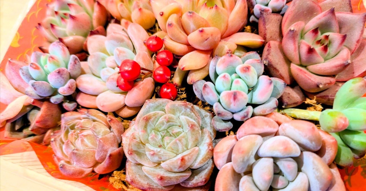 多肉弁当」をお迎えしました🌱｜そよ