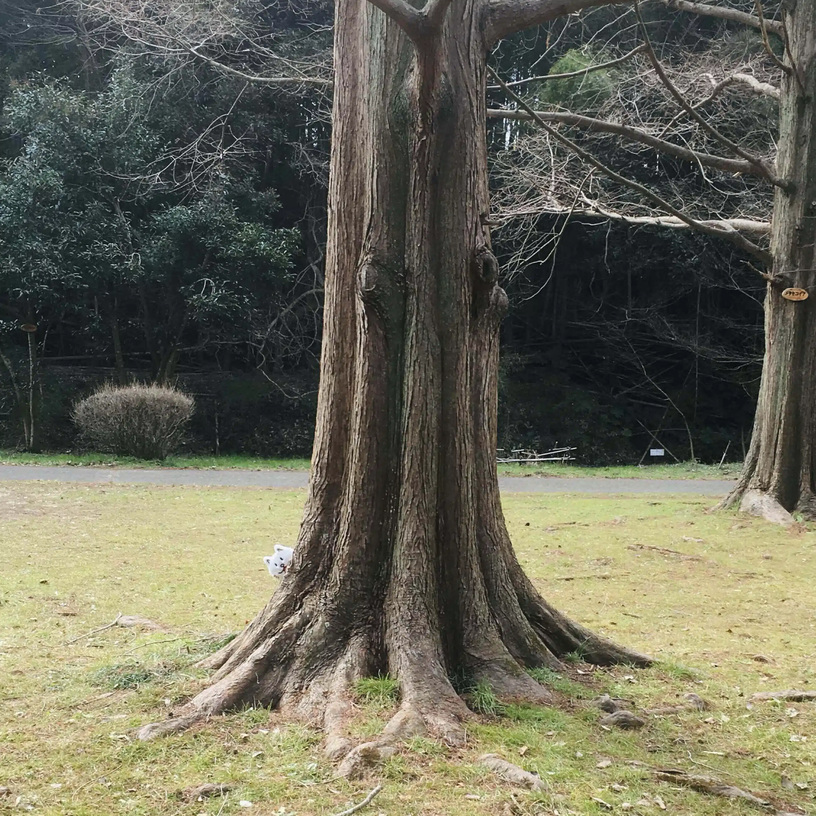 きのぼり