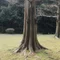 きのぼり