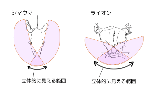 Ufoみたいな眼球 目がうごかせない動物 いみある雑学 雑学の有用性 Note Ufoみたいな眼球 目がうごかせない動物 いみある雑学 雑学の有用性 Note