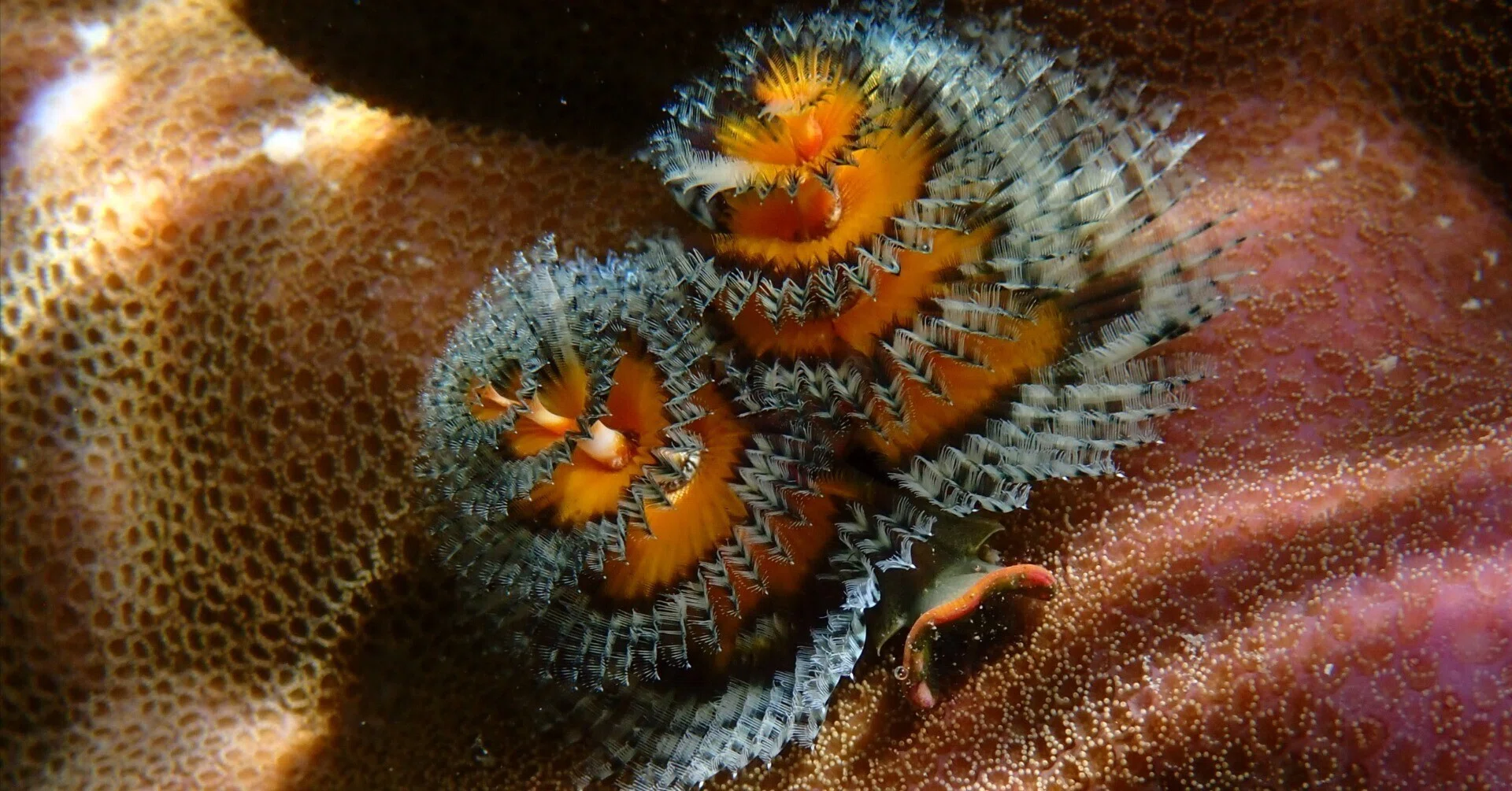 サンゴ礁のクリスマスツリー🎄 イチ推しの生物