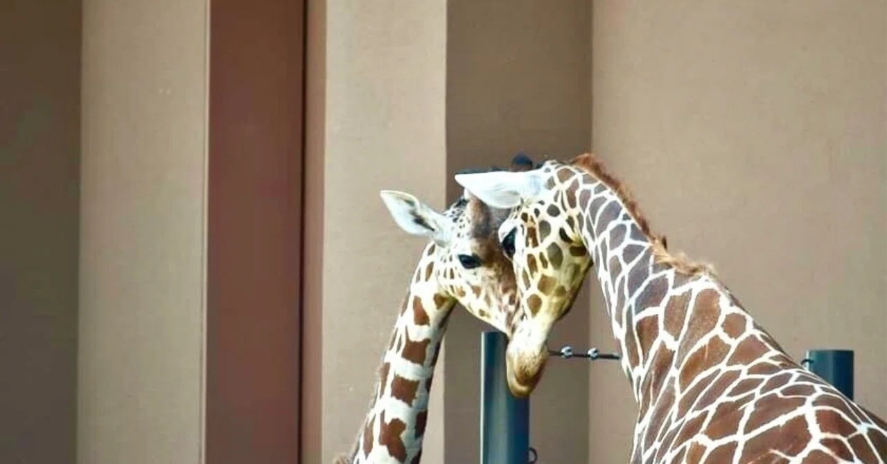 Giraffes and Oxpeckers: A Bond That Protects Life｜koback（生き物