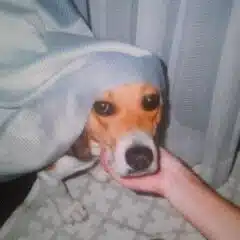 ほしほ