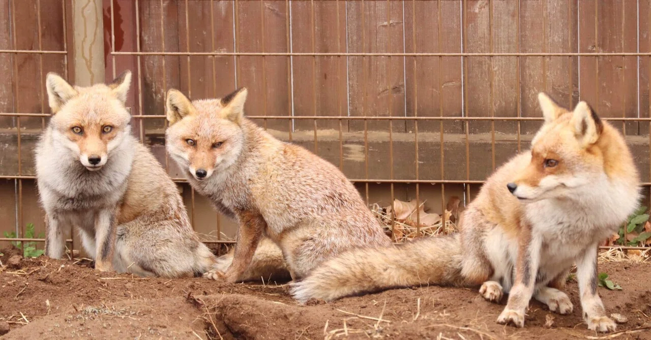 東武動物公園のキツネの歴史｜鳥山久遠