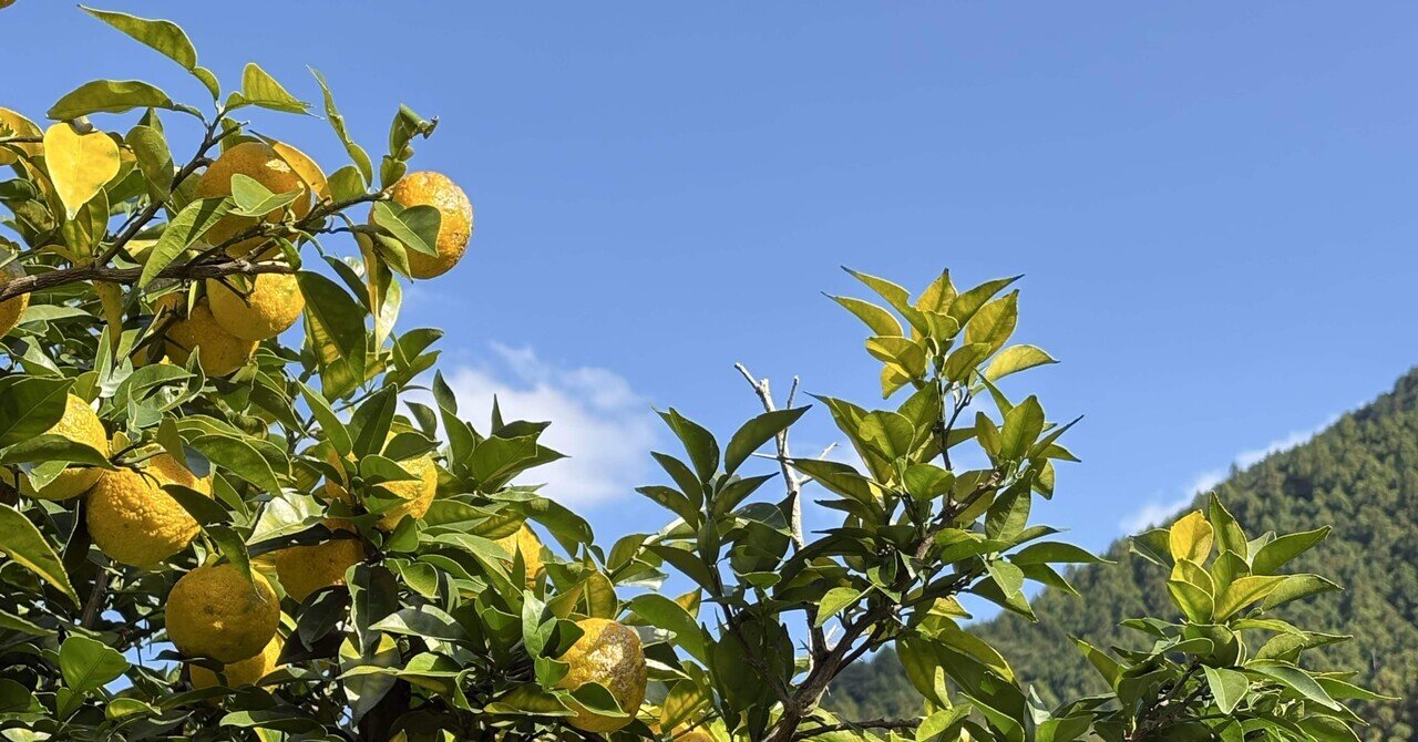 旅をしながら農に触れる楽しさとは？高知県北川村のゆず農旅を企画して