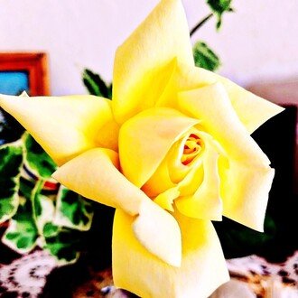 みきこ🌿季節の花ごよみ