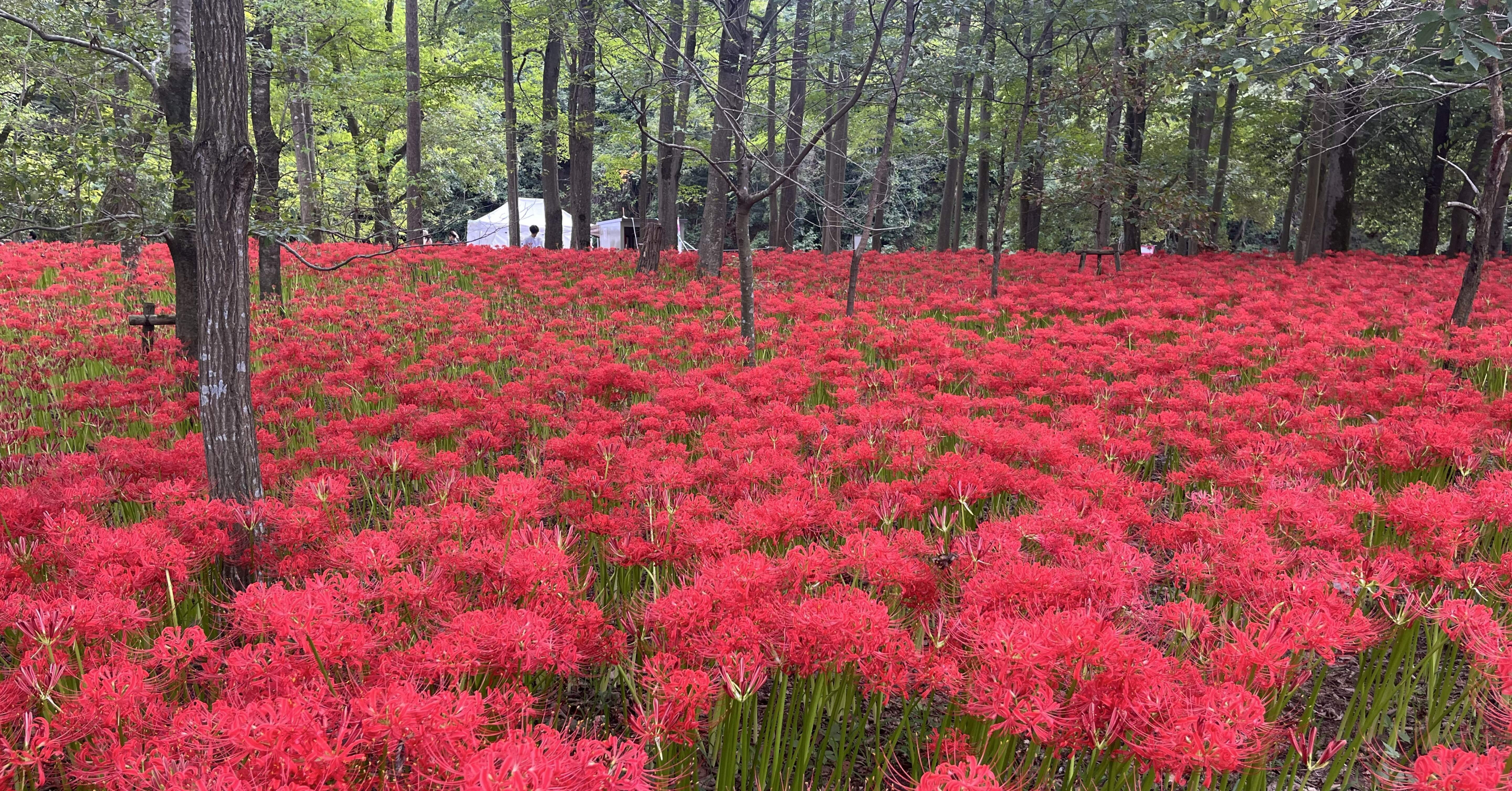 695 ヒガンバナを求めて｜市町村紀行（かずとらべる）