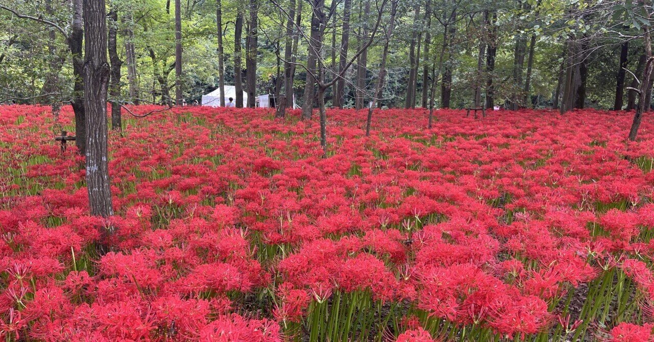 695 ヒガンバナを求めて｜市町村紀行（かずとらべる）