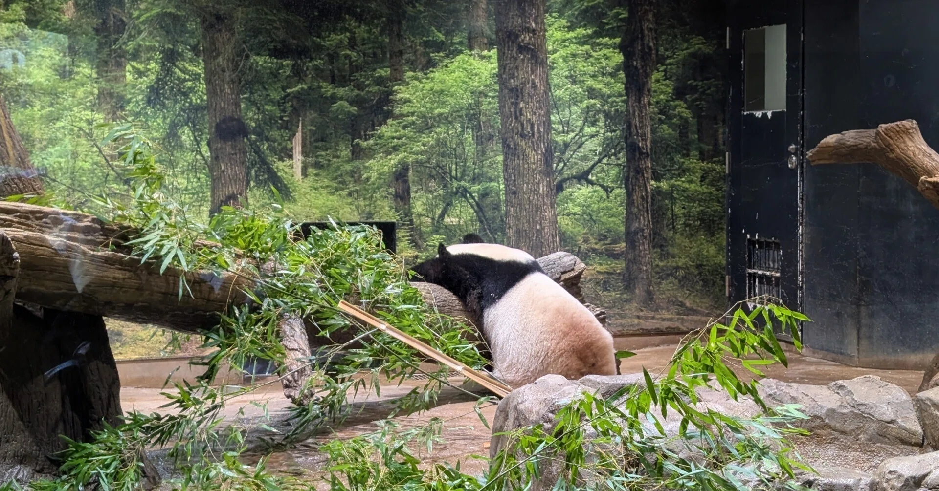 上野動物園でもうすぐ中国に返還される国内唯一のパンダに会ってきた