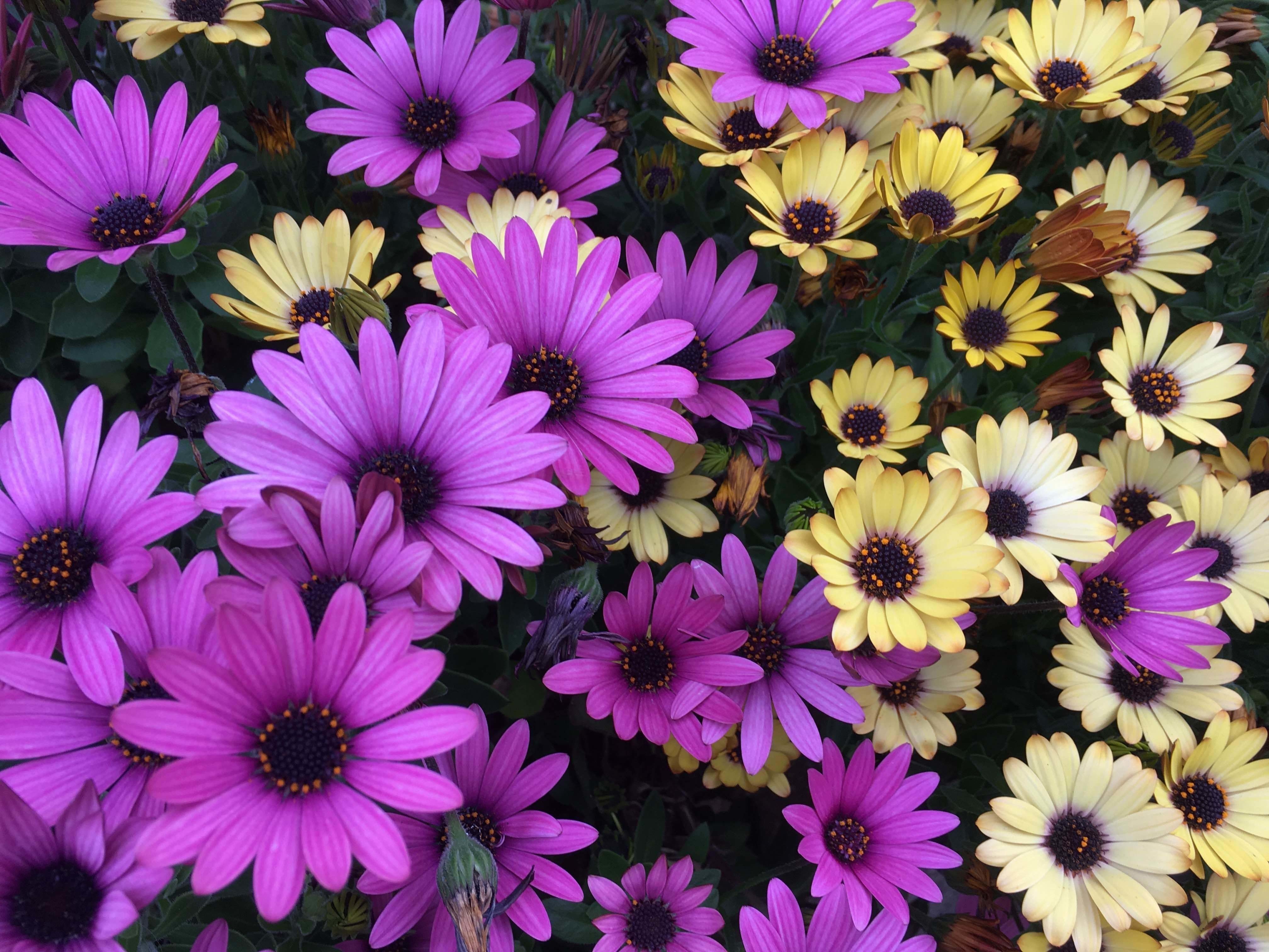 芝生サークル【緑のじゅうたん】自宅で芝生を育てているあなたへ