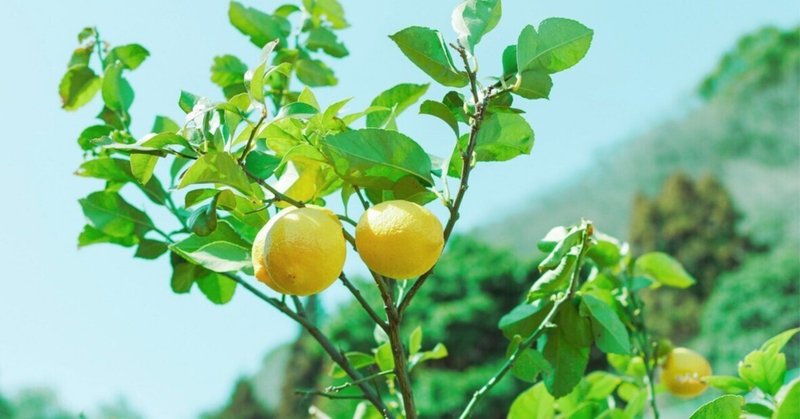 海と山が奏でるハーモニー、瀬戸内レモンの物語