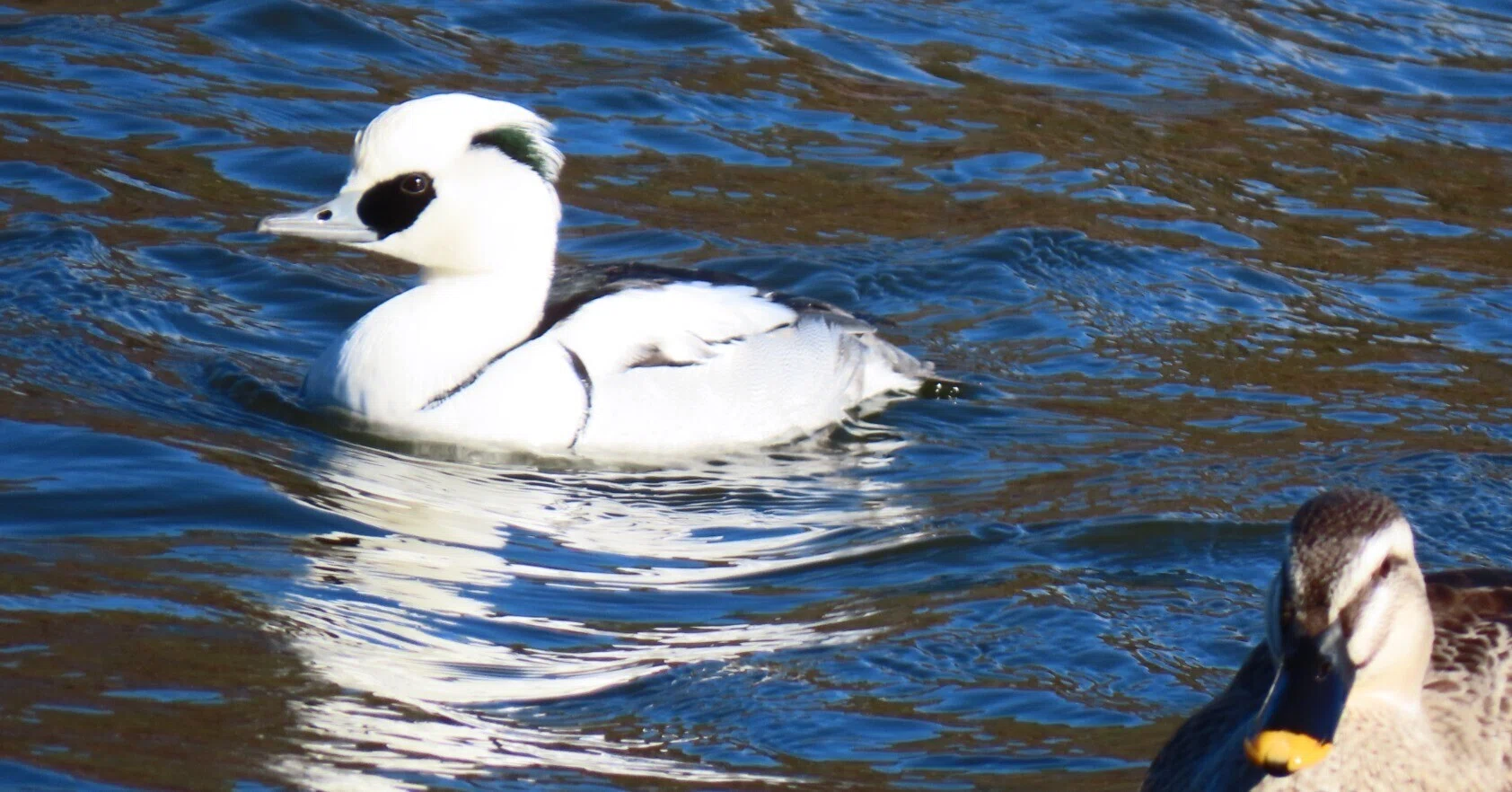 ミコアイサのメスはカイツブリに似ている｜井頭公園（栃木県）で野鳥