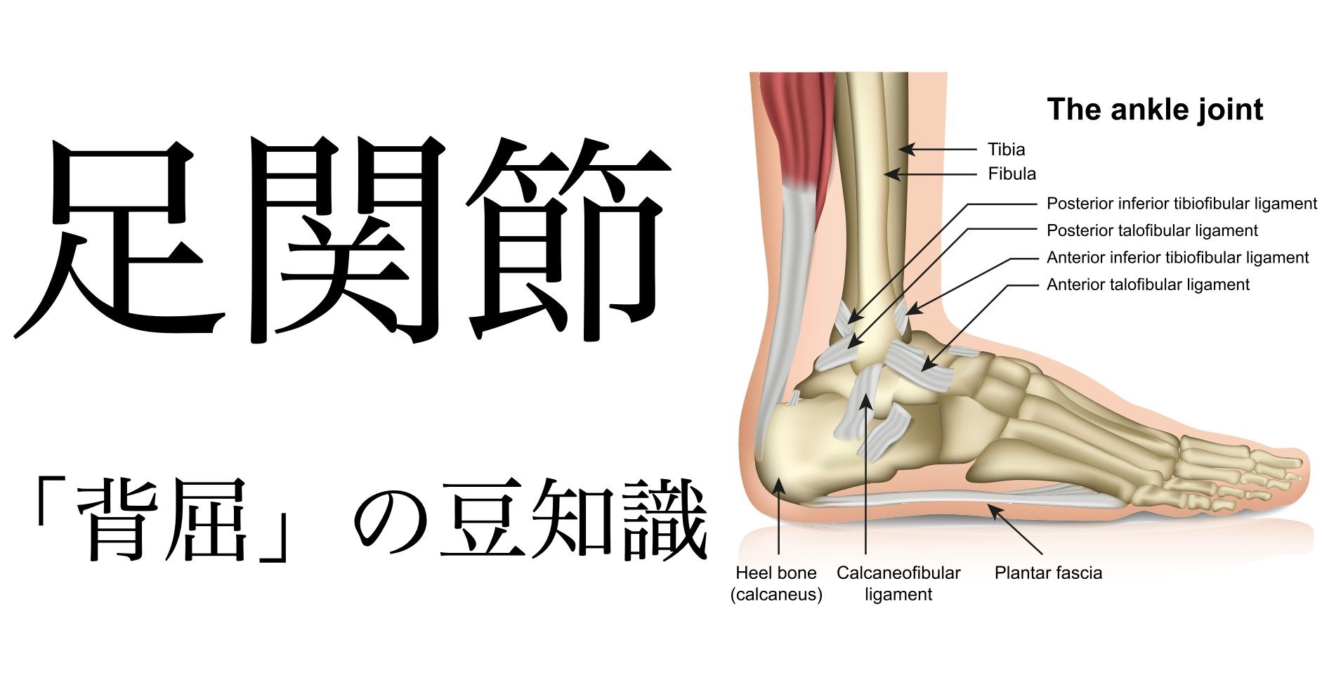 足関節背屈 の臨床で役立つ豆知識 薬師寺偲 理学療法士 ピラティス Note