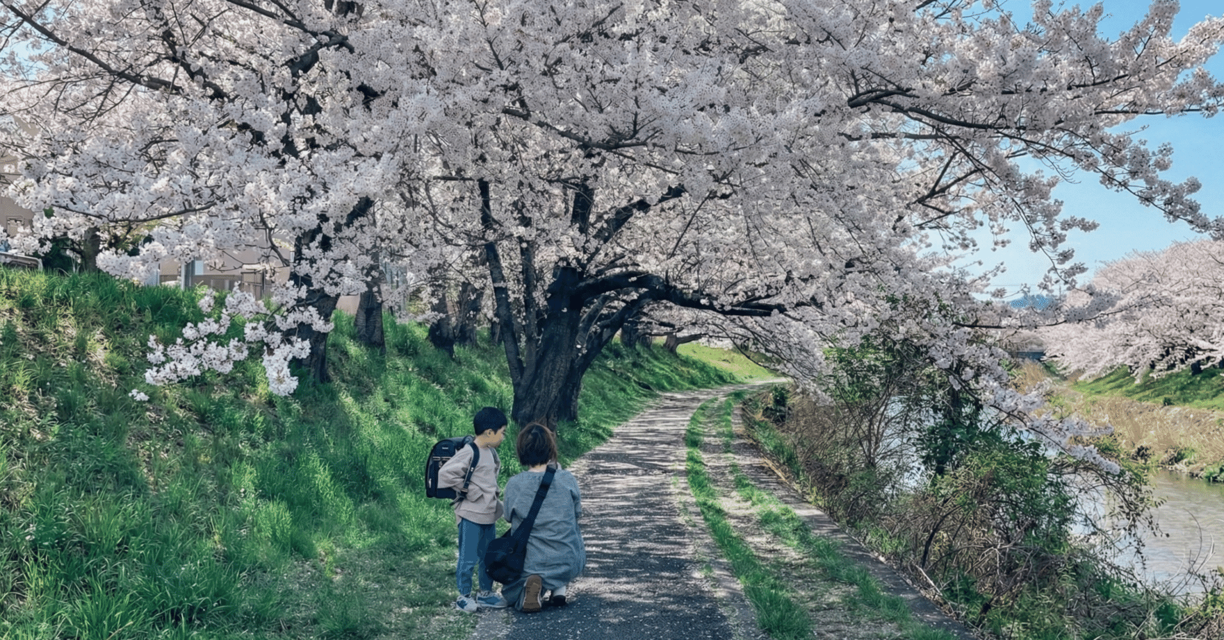 桜の散歩道 2022 No.3（愛知）｜Sakak