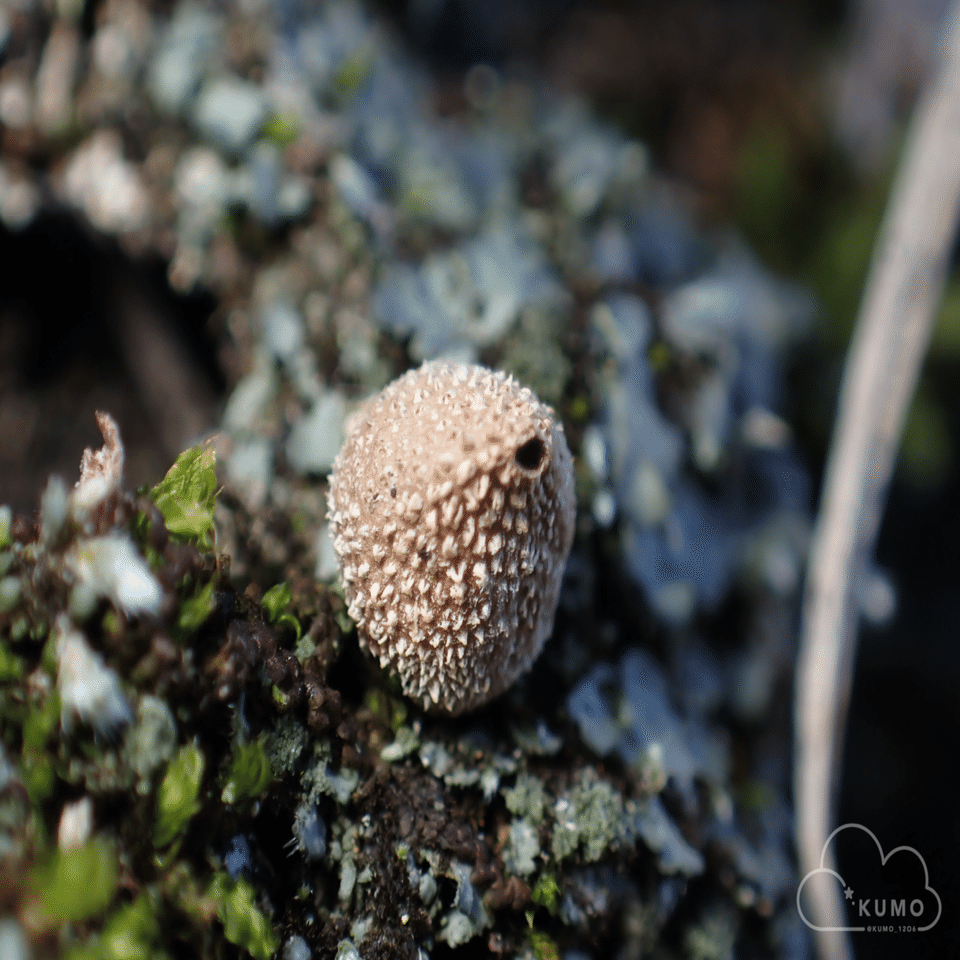12/13 きのこオフ会｜くもさん