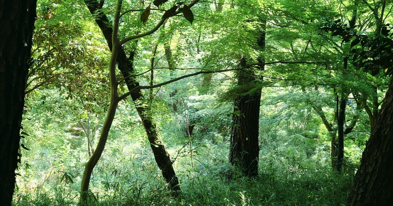 夏木立|ろか