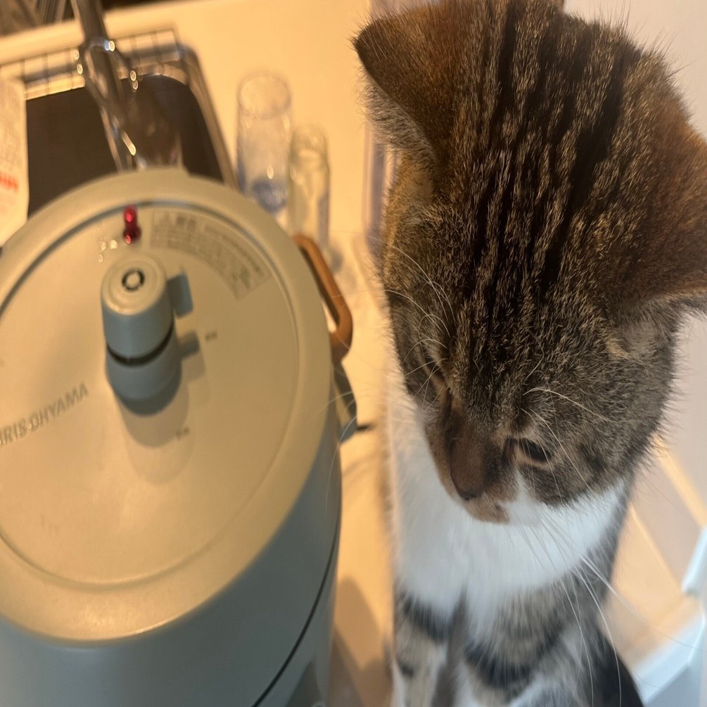 猫と共生したい私の買ってよかったもの2025｜けめ