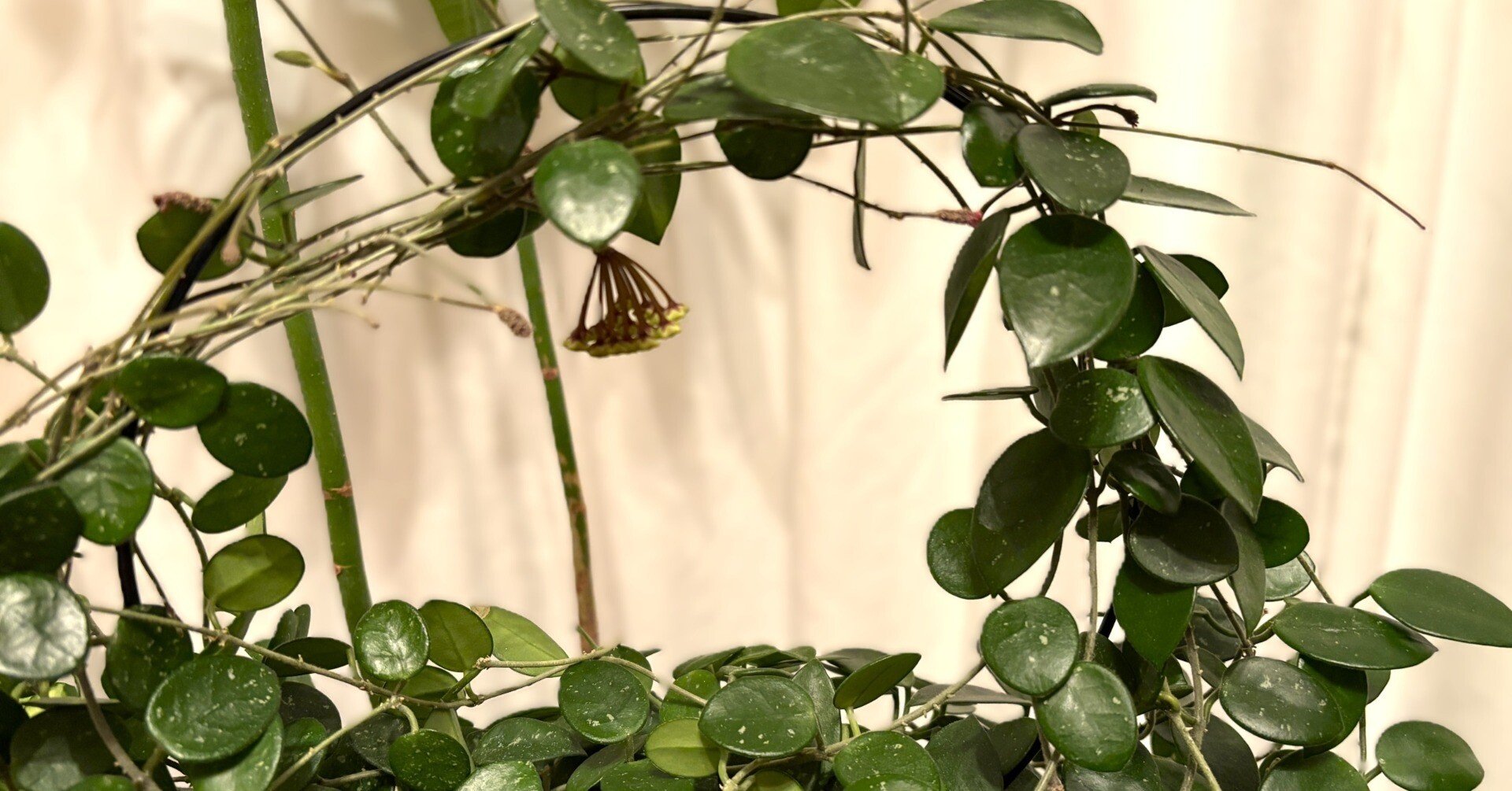 ホヤ(マチルダ)｜開花を知らせるツル？😮｜ラムネ