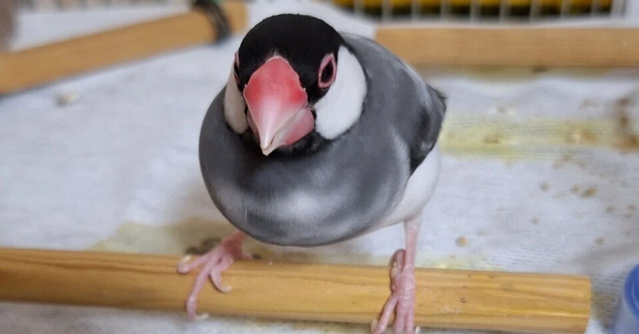 桜文鳥】さらに追加で買ったもの【ケージの底上げ】｜aru_ayume