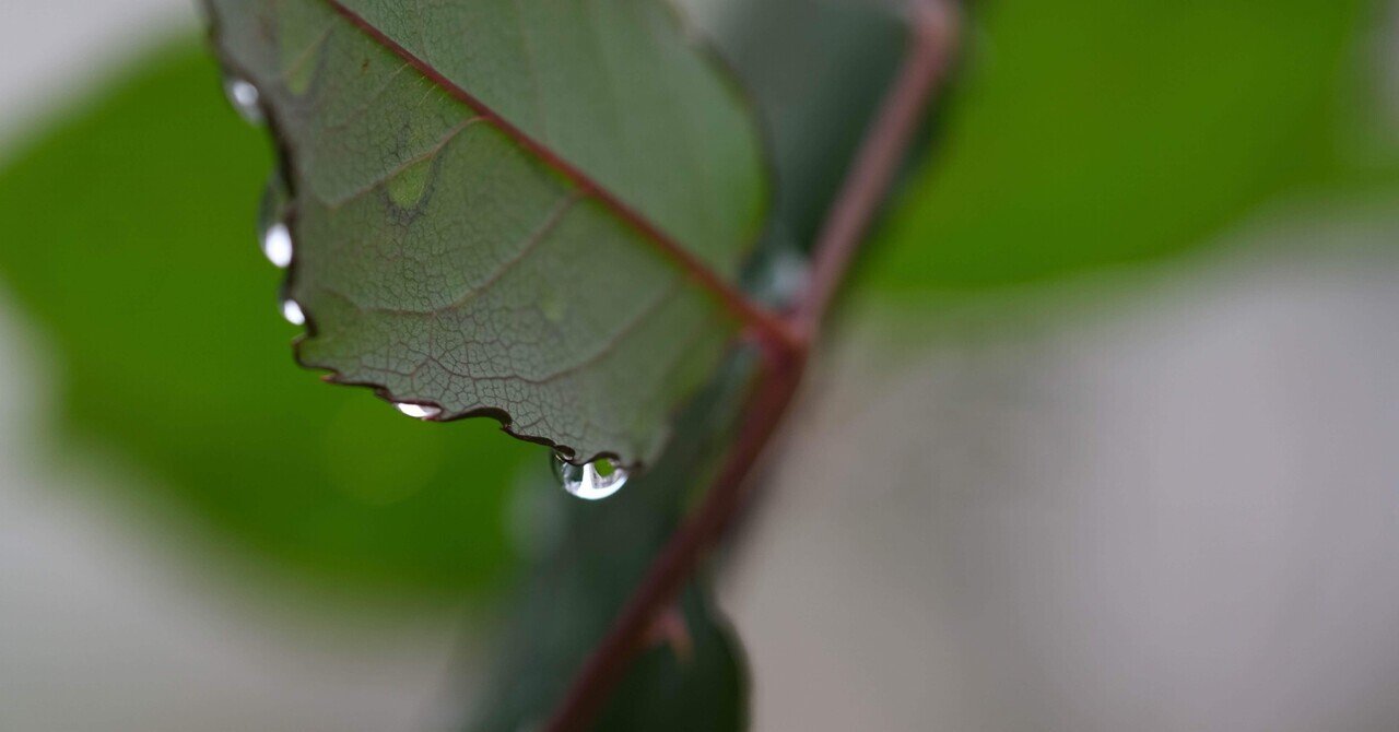十二月二十五日。ひまつぶしに好きな物を挙げていく｜目目、ことほぎ, image size:1280x670